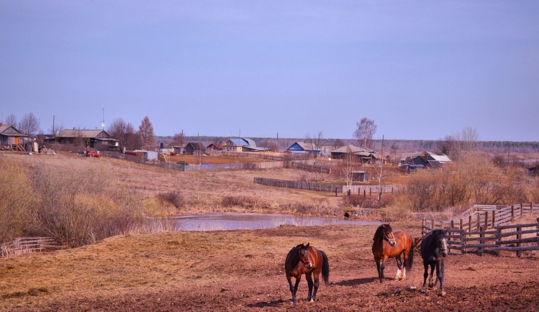 Pferde auf der Reichweite