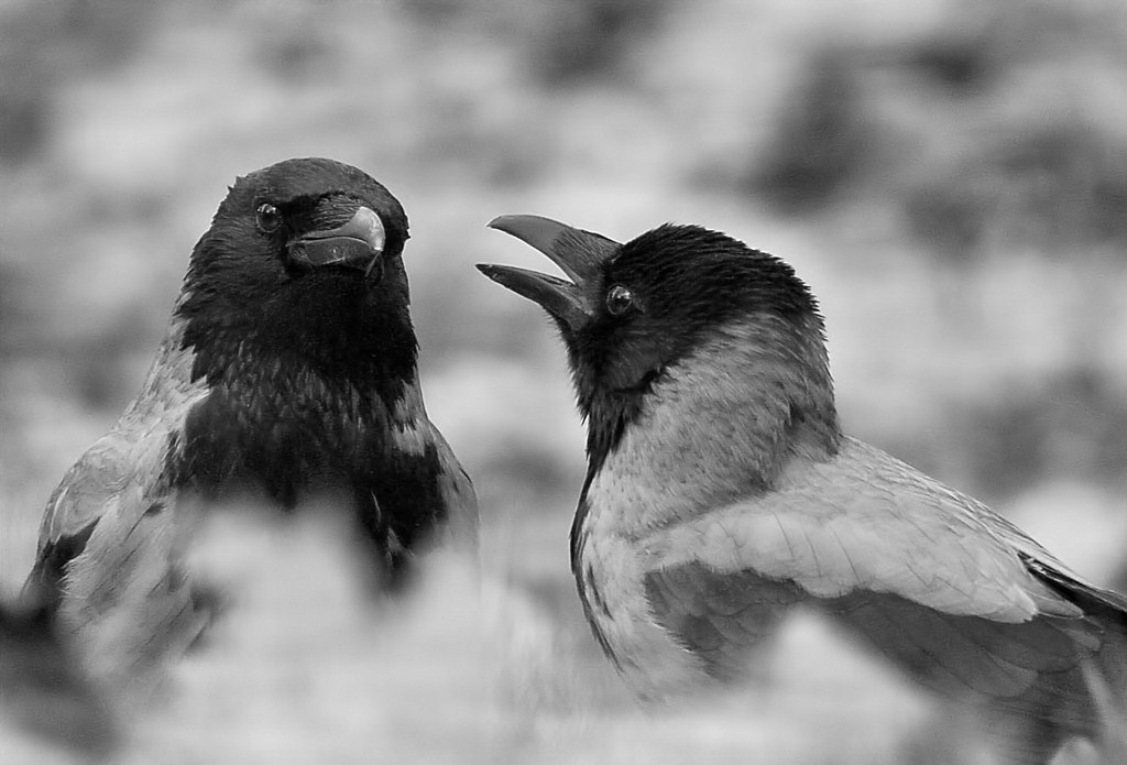 Das ist, was ich dir sage ...