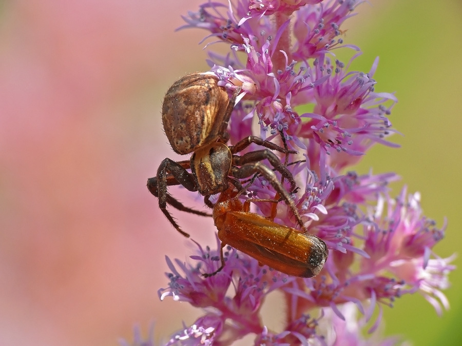Der Jäger und die Beute