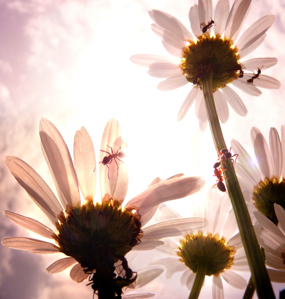 Kamille Zärtlichkeit