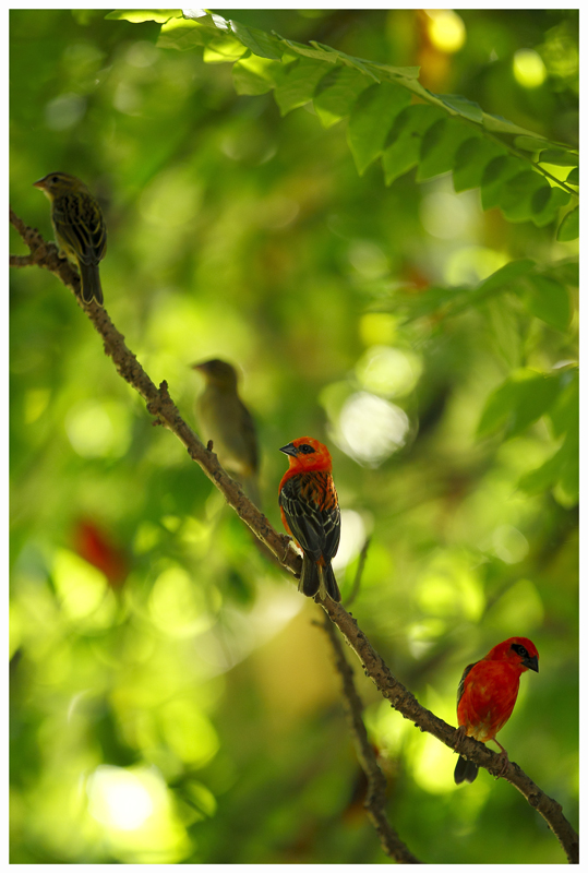 Detail der bunten Träume