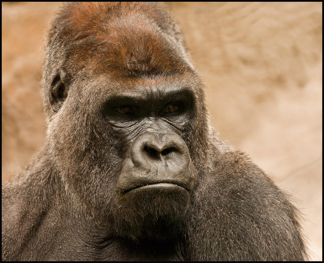 Afrikanische ein ....