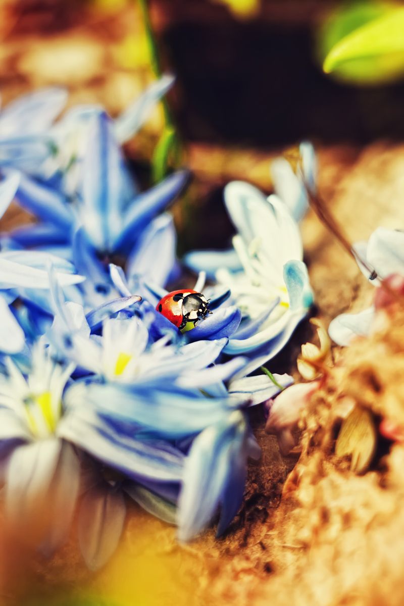 * Die Abenteuer von Kühen *