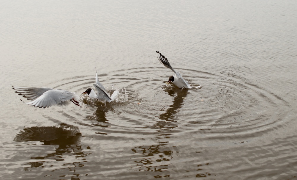 Auf der Jagd nach Nahrung