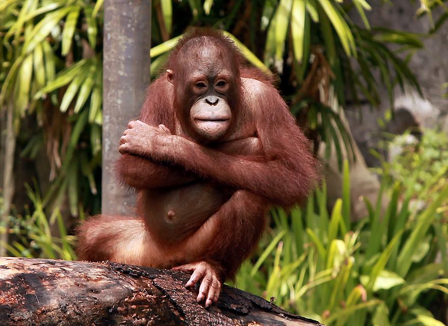 Orang-Utan