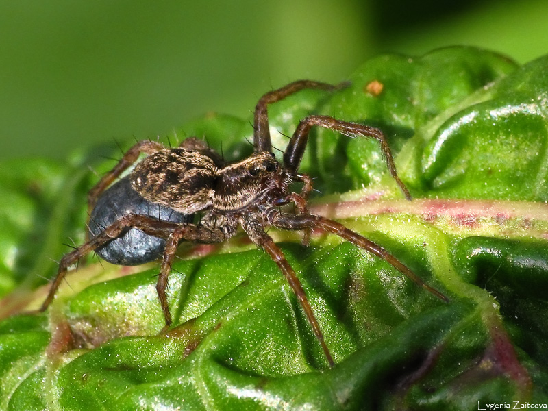 Die Wölfin Spinne mit einem Kokon mit Jungen