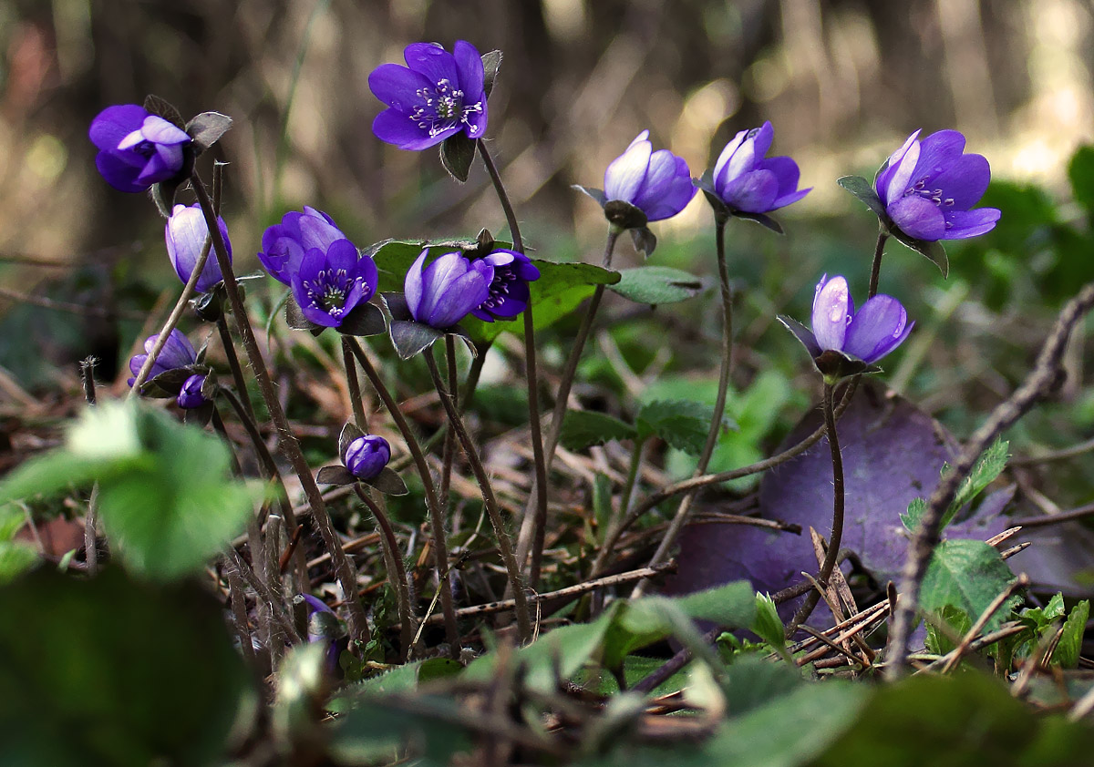 Blumen des Frühlings Wald