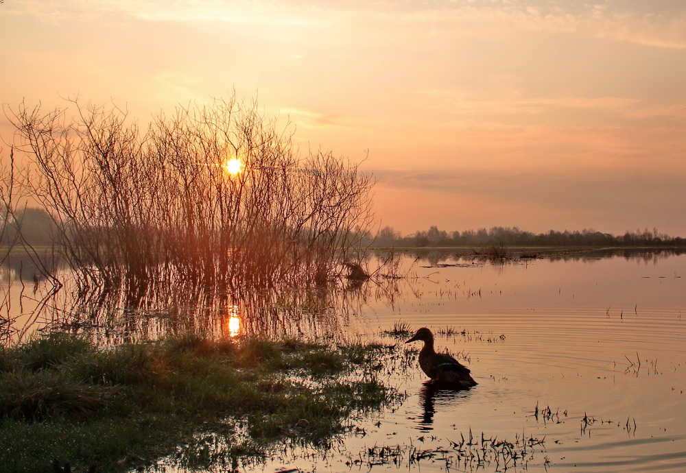 Morgen auf den Überschwemmungsgebieten der Beresina
