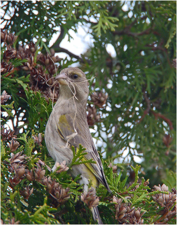 Frühling Hausarbeit