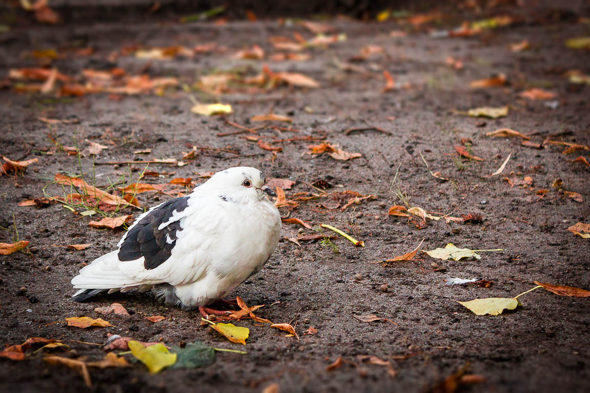Ein Do, semok nicht?