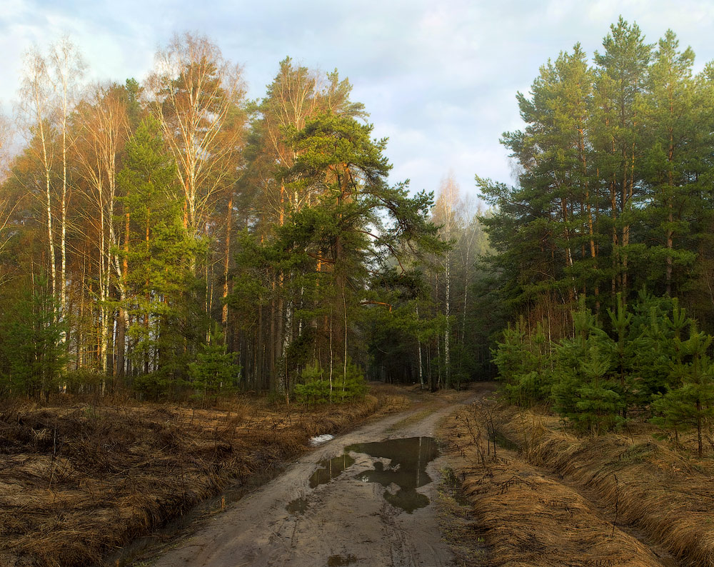 Der Weg in den Wald Berufung