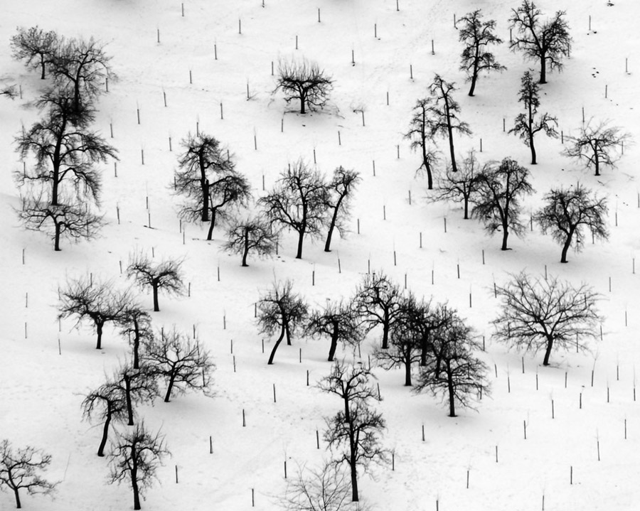 Winter Garden von Cesky