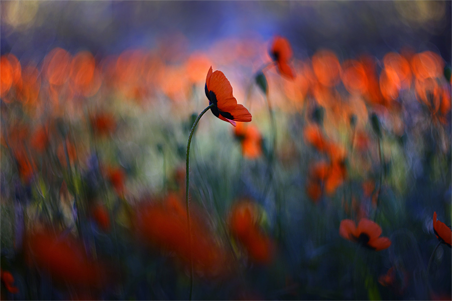 Mohn Königreich ...