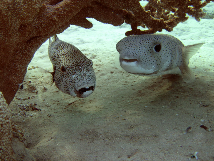 ~ Ich bin ein Fisch, Fisch, den ich ~