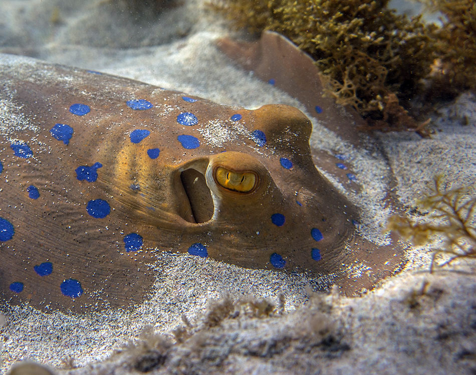 Porträt einer Steigung hvostokola
