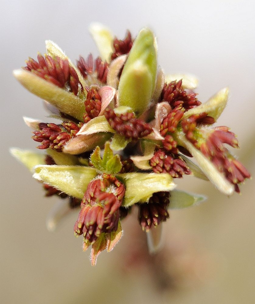 Wir haben auch Blumen