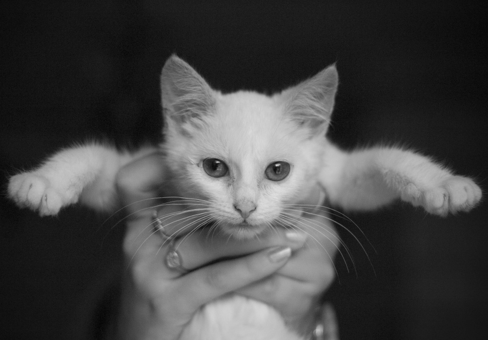 "Преданное сердце" 2