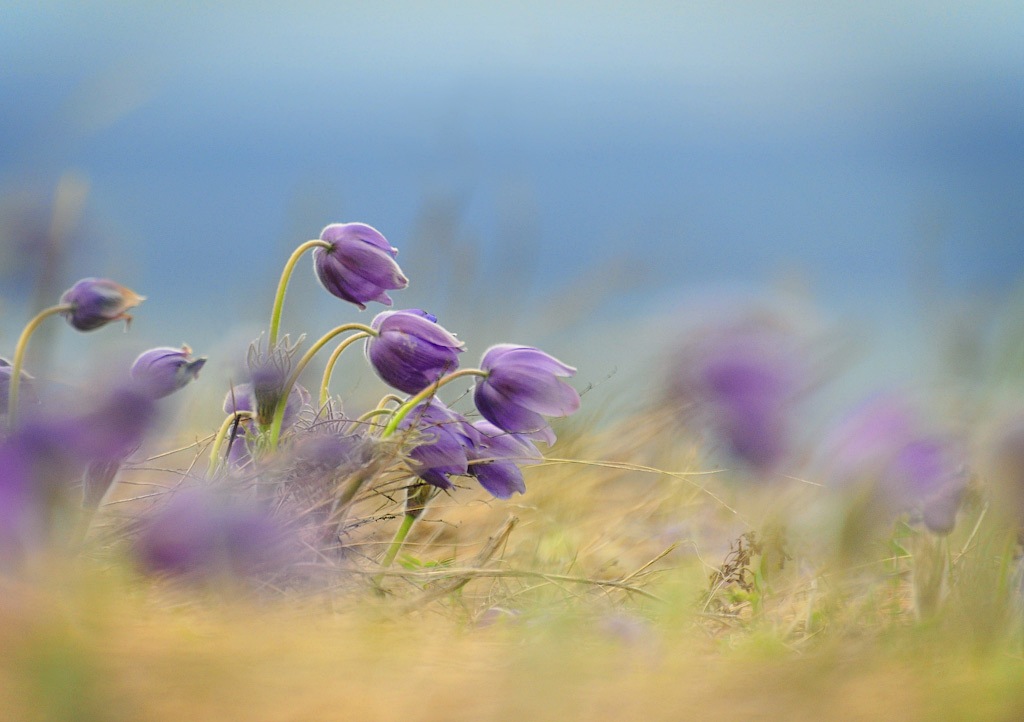 Dream of grass-flauschige Wunder des Frühlings.