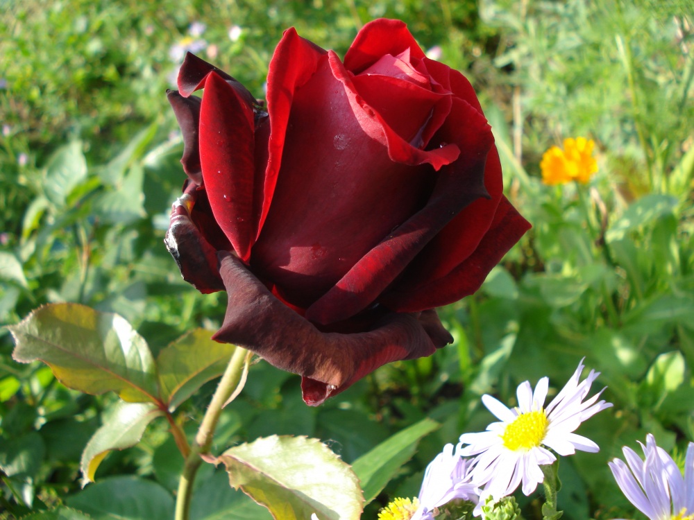 Ein Fenster für den Monat Mai