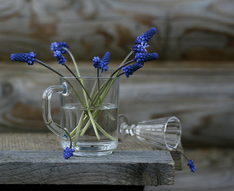 Mit Muscari