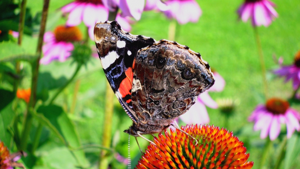 Ausgezeichnete Schädlingsbekämpfung.