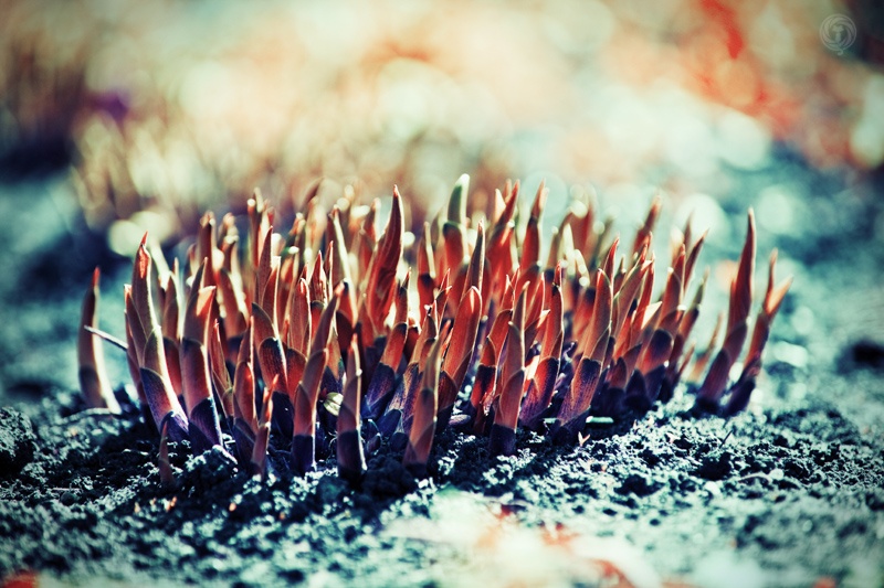 Frühling auf dem Mars