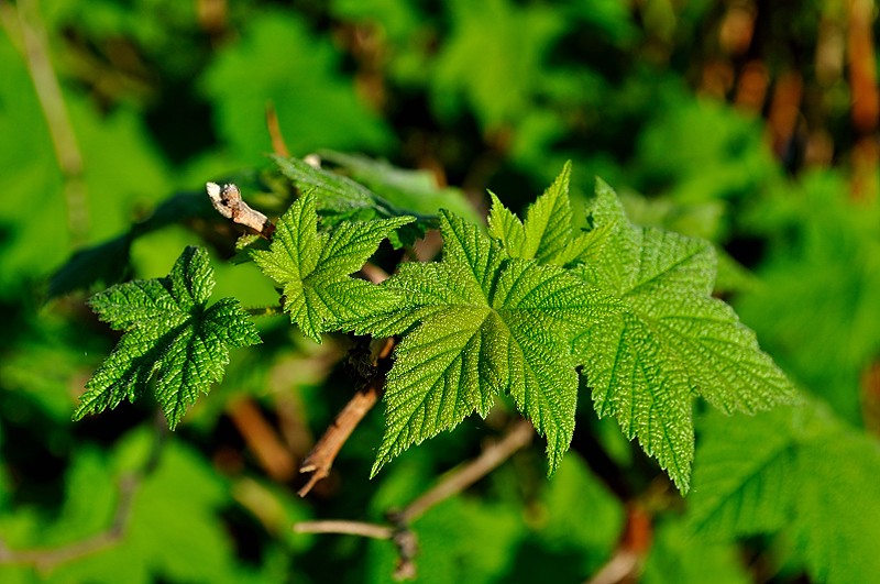 Und vielleicht Johannisbeeren ...