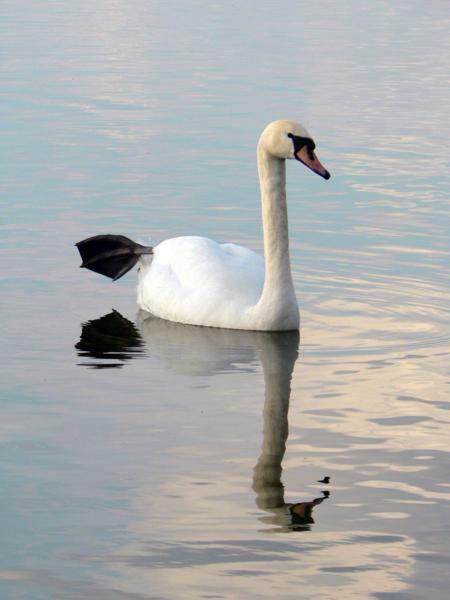 Trocknen Sie die Paddel