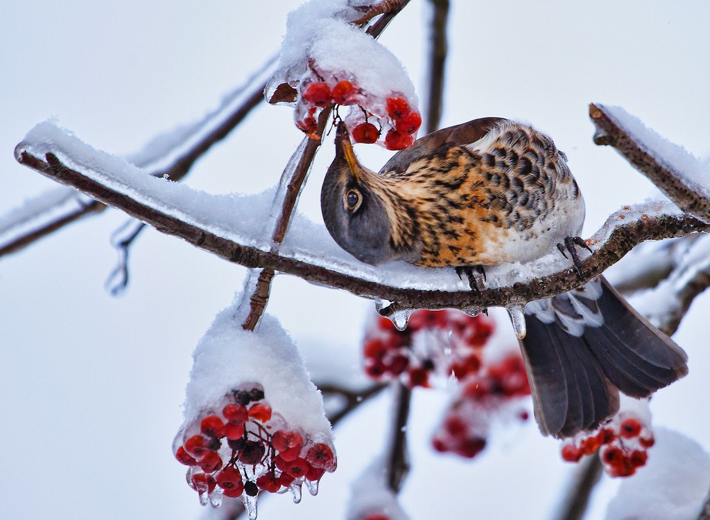 Hunger ist nicht meine Tante ...