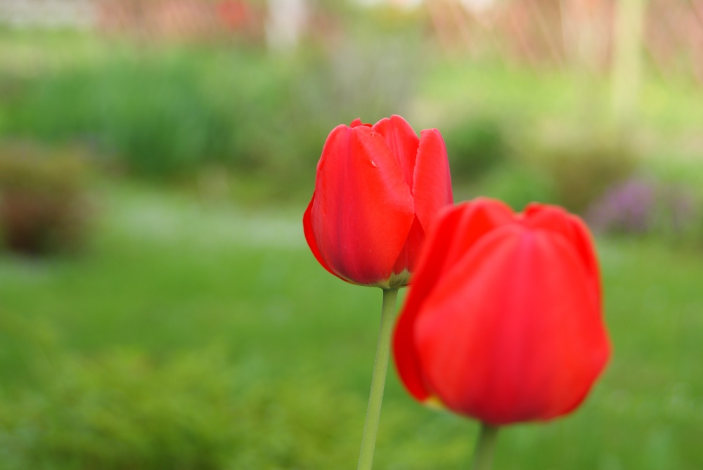 Tulpen