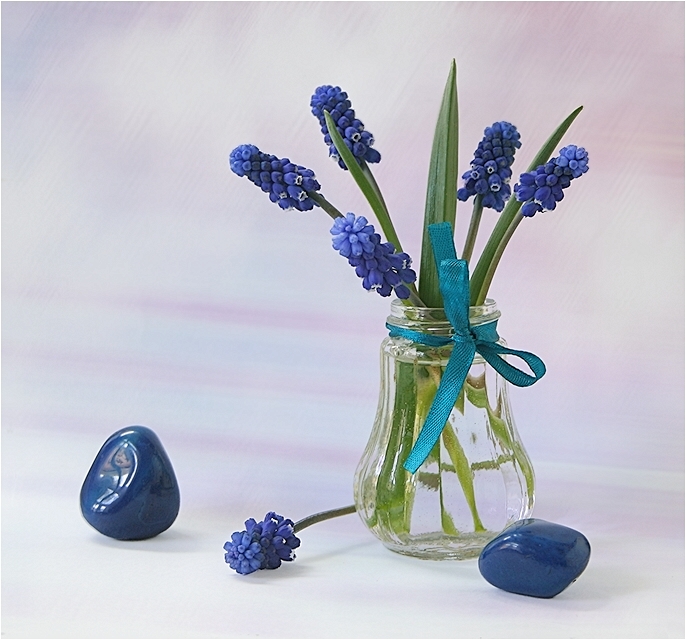 Muscari und Steine