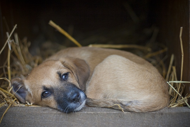 Hund, der drei Beine hat