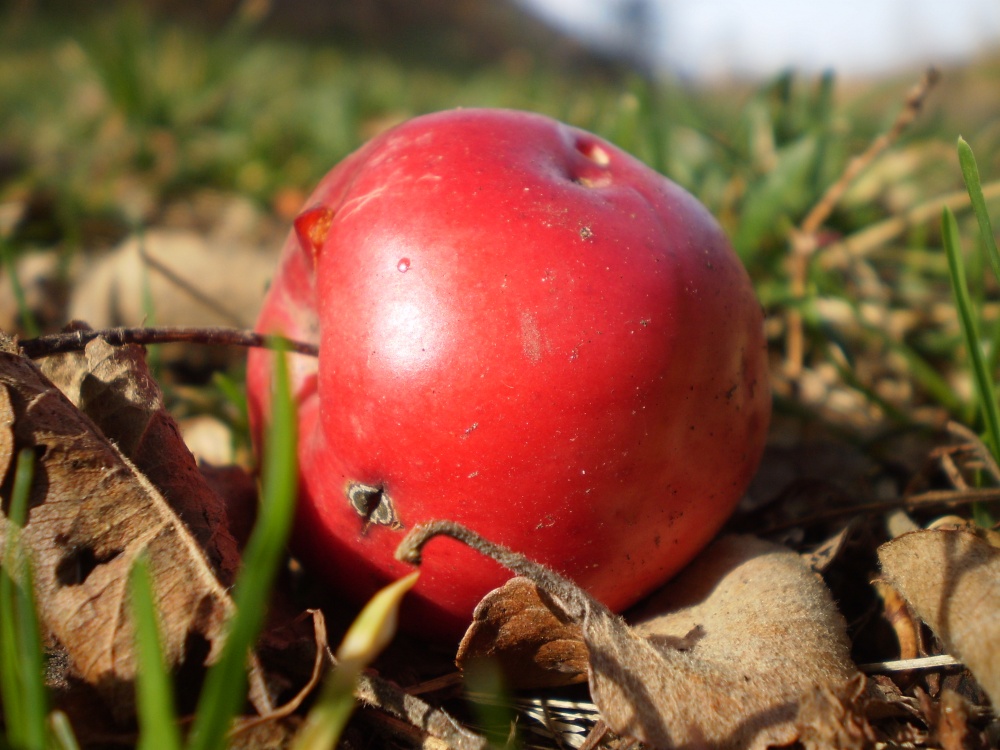 Ein kleiner Apfel