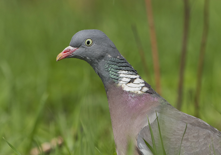 Vlastivostі gіpnozu