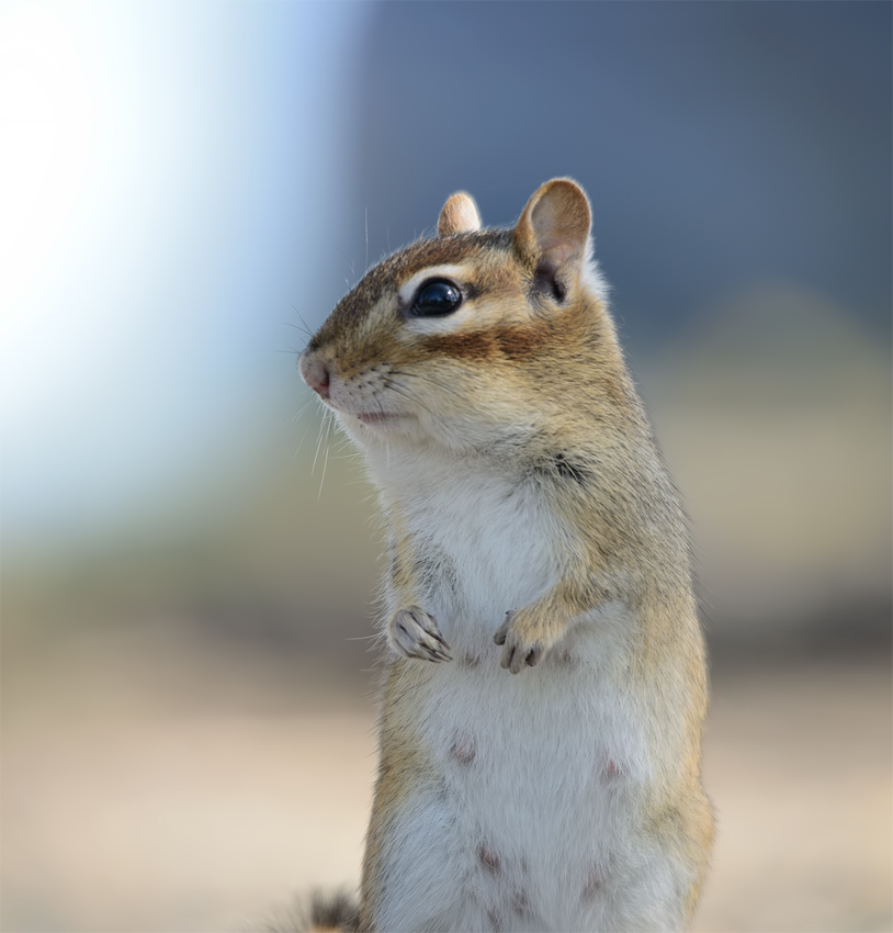 I'm cute & looking for adoption :)