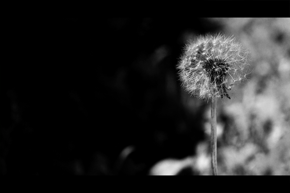 Tsetok Leben spendende