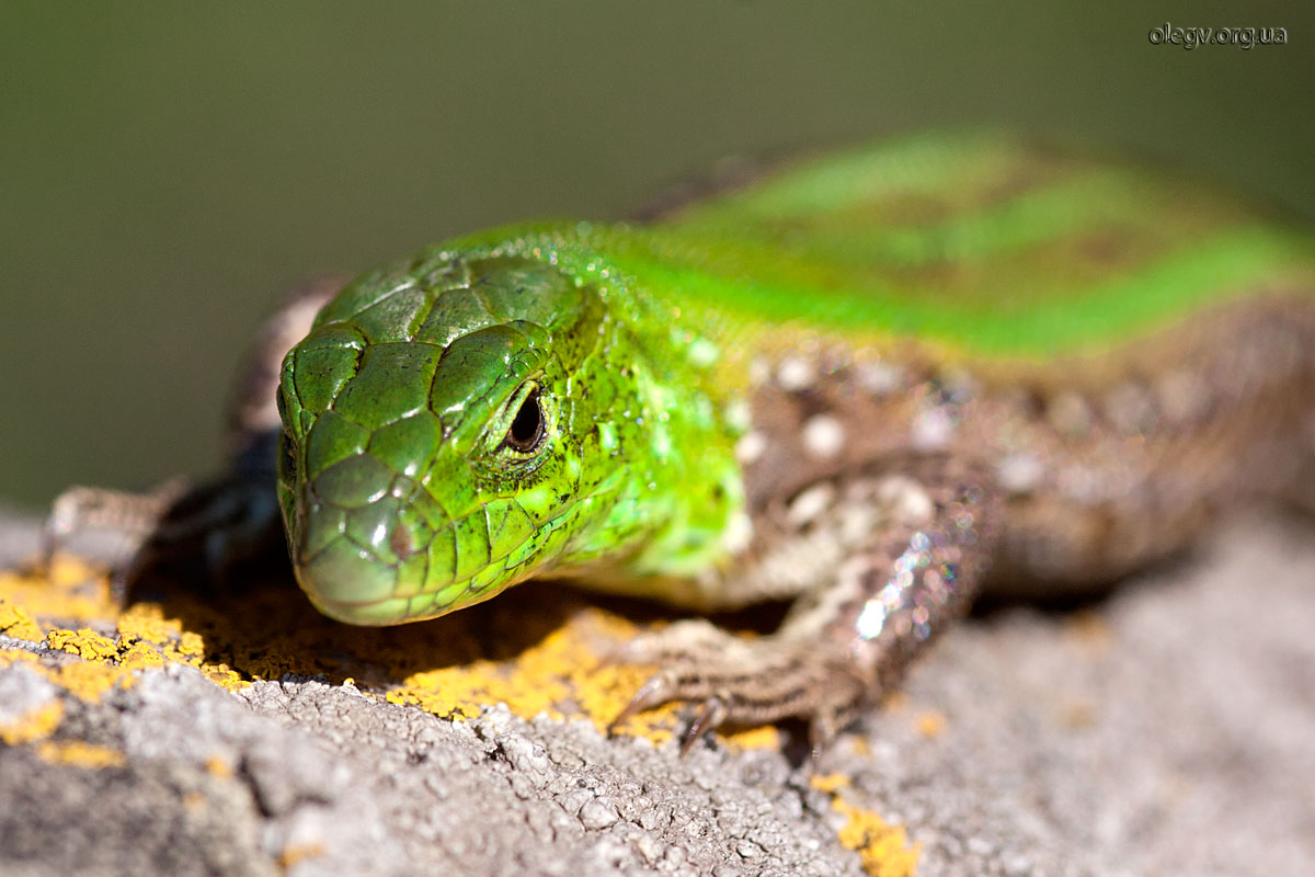 Mistress of Copper Mountain