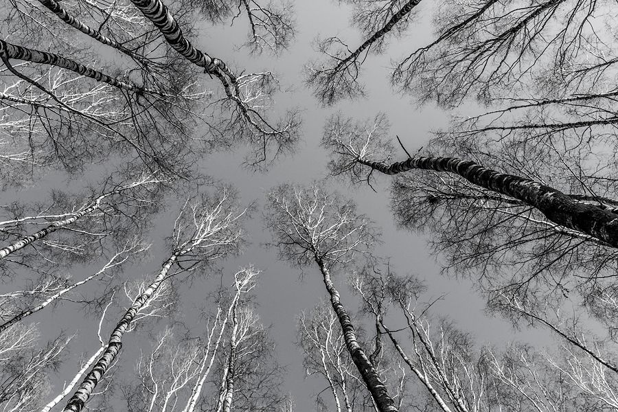 einmal die Bäume waren groß