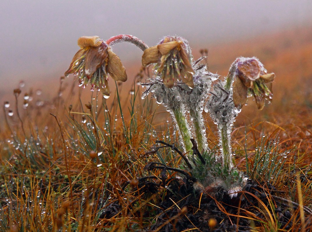 Pulsatilla Krim