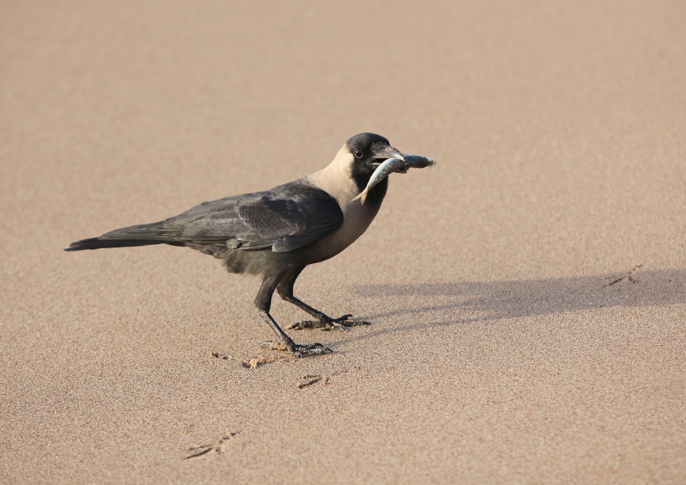 Raven bei einem Mittagessen