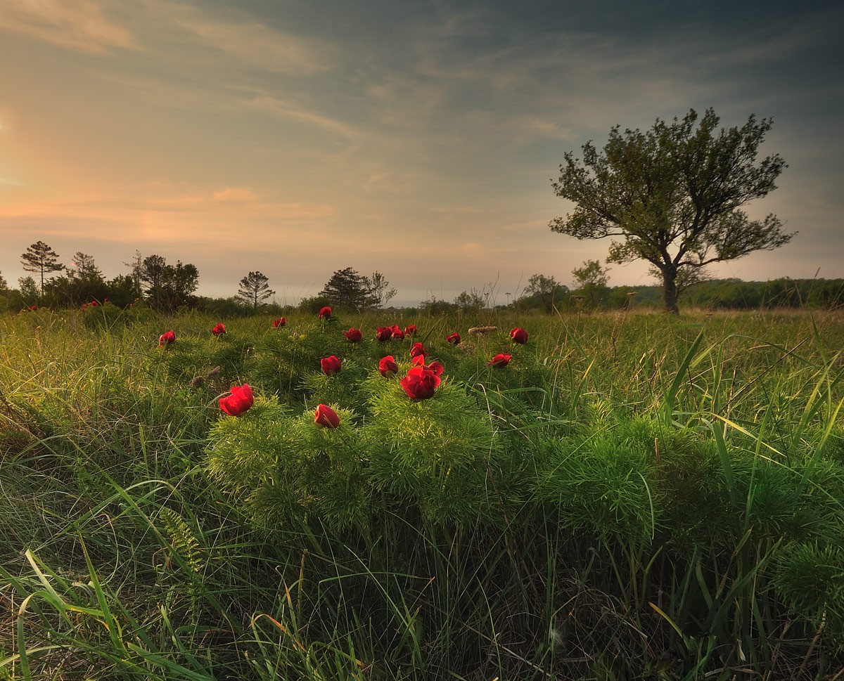Feinblättrige Pfingstrose.