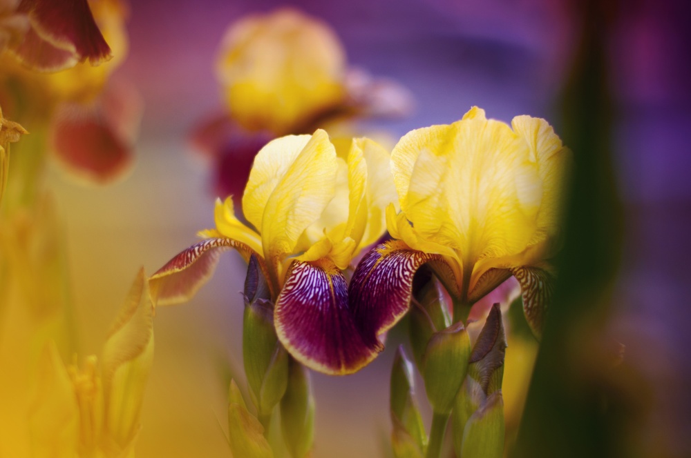 Frühling multicolor