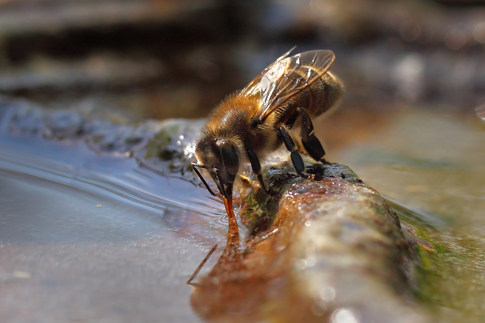 Urabotalas ... Vodice zu trinken.