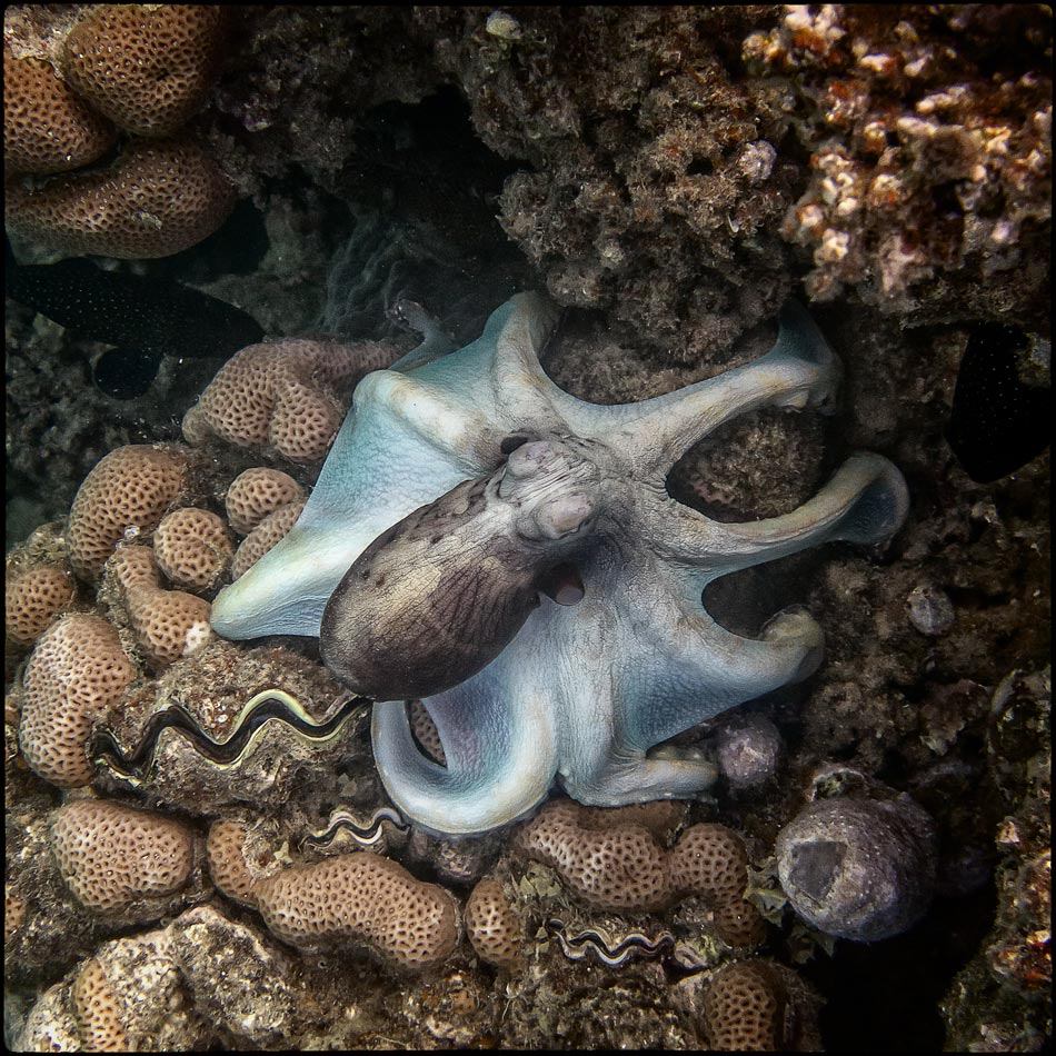 Oberhalb der Kiefern mit Gold