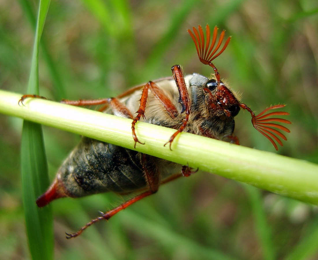 Mögen die herzlichen Grüße!