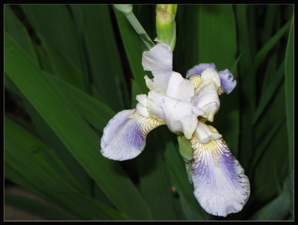 Iris