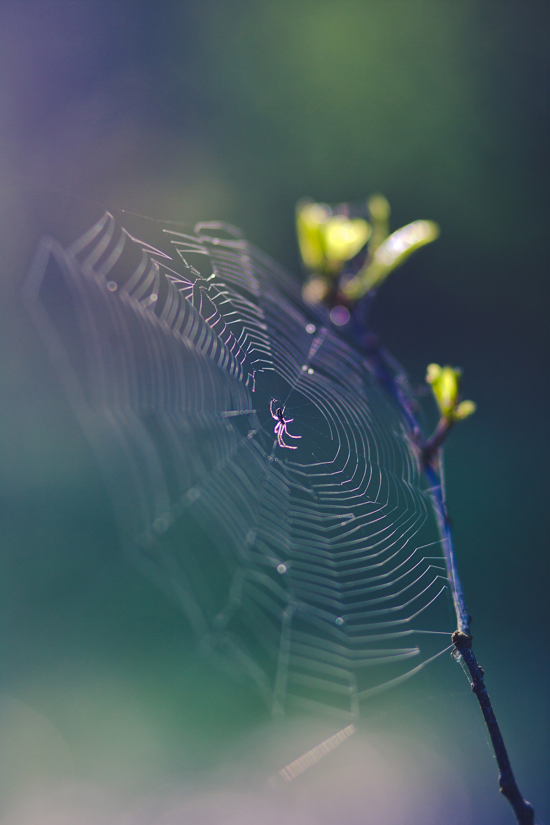 Leben im Wald ..............