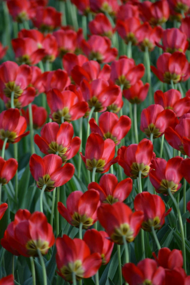 Tulpen