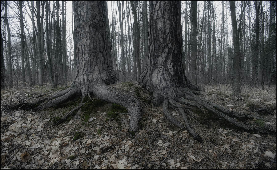 Hut auf Hähnchenkeulen.