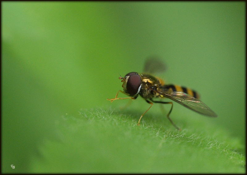 Rieb sich die Pfoten